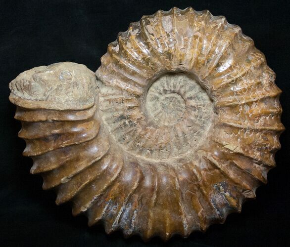 Large ( Wide) Mantelliceras Ammonite #8754